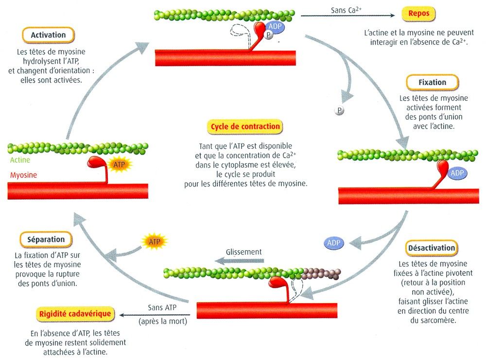 Cyclothymie et surdoué
