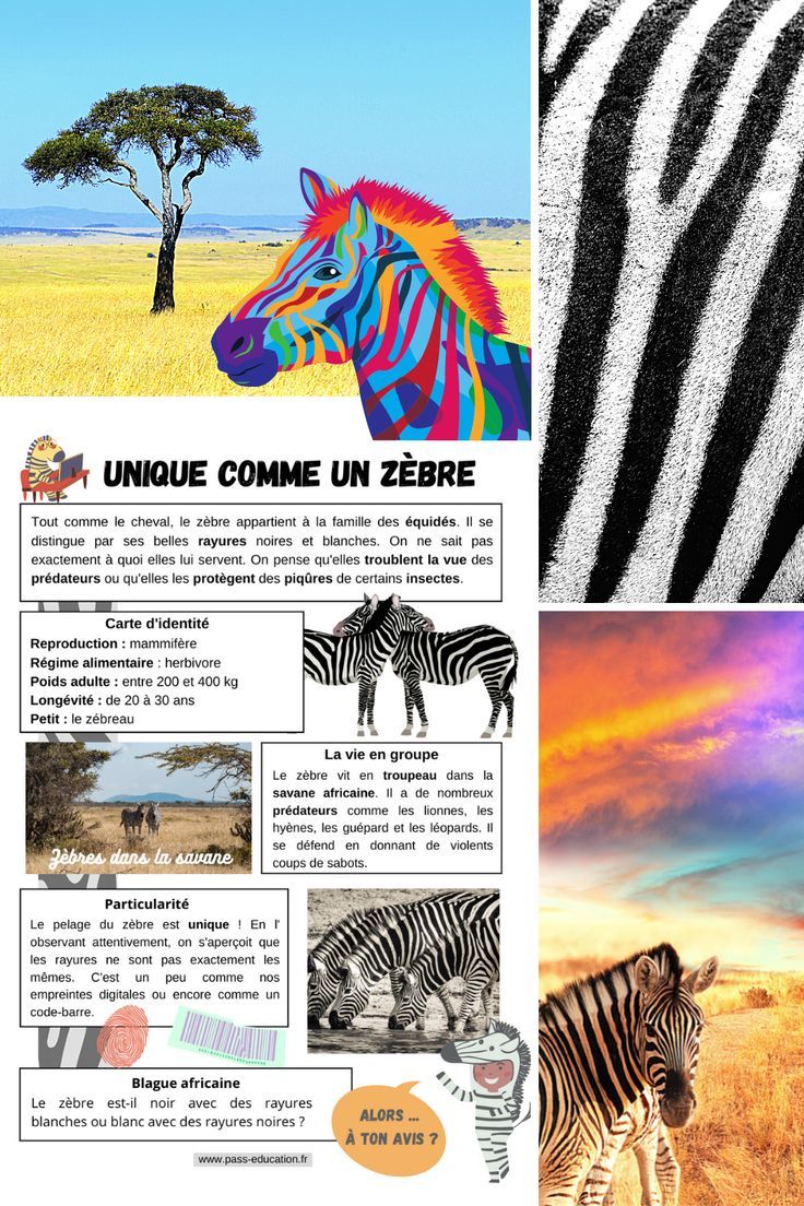 etre zebre