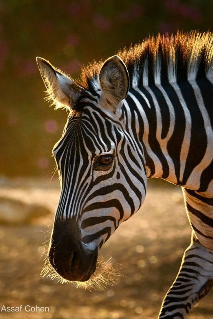 etre zebre