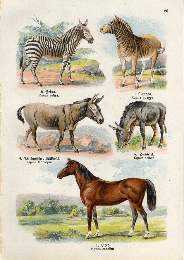 etre zebre