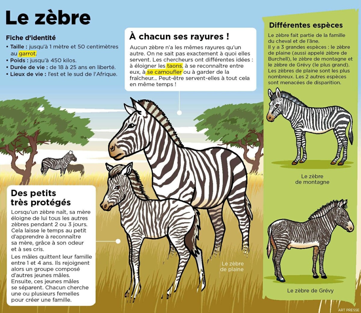 Zèbre neuroatypique