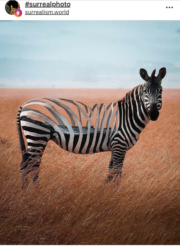 etre zebre
