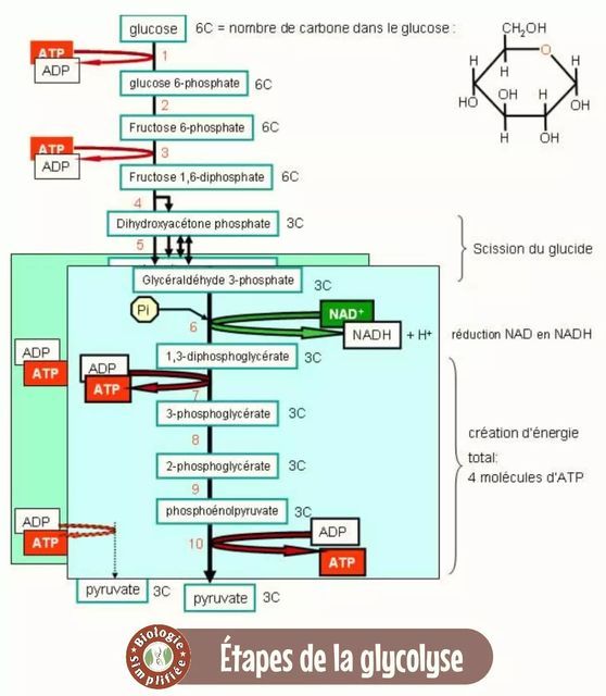 Cyclothymie et surdoué