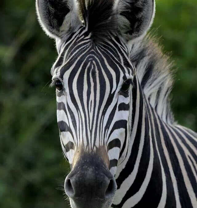 Portrait d’un zebre hpi : une sensibilité à fleur de peau