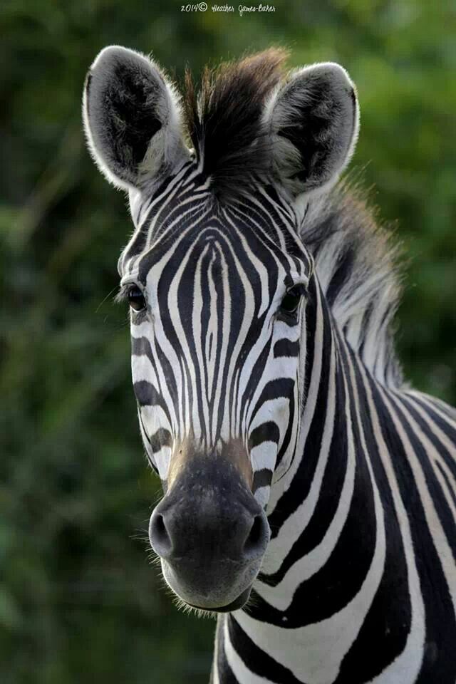 zebre hpi