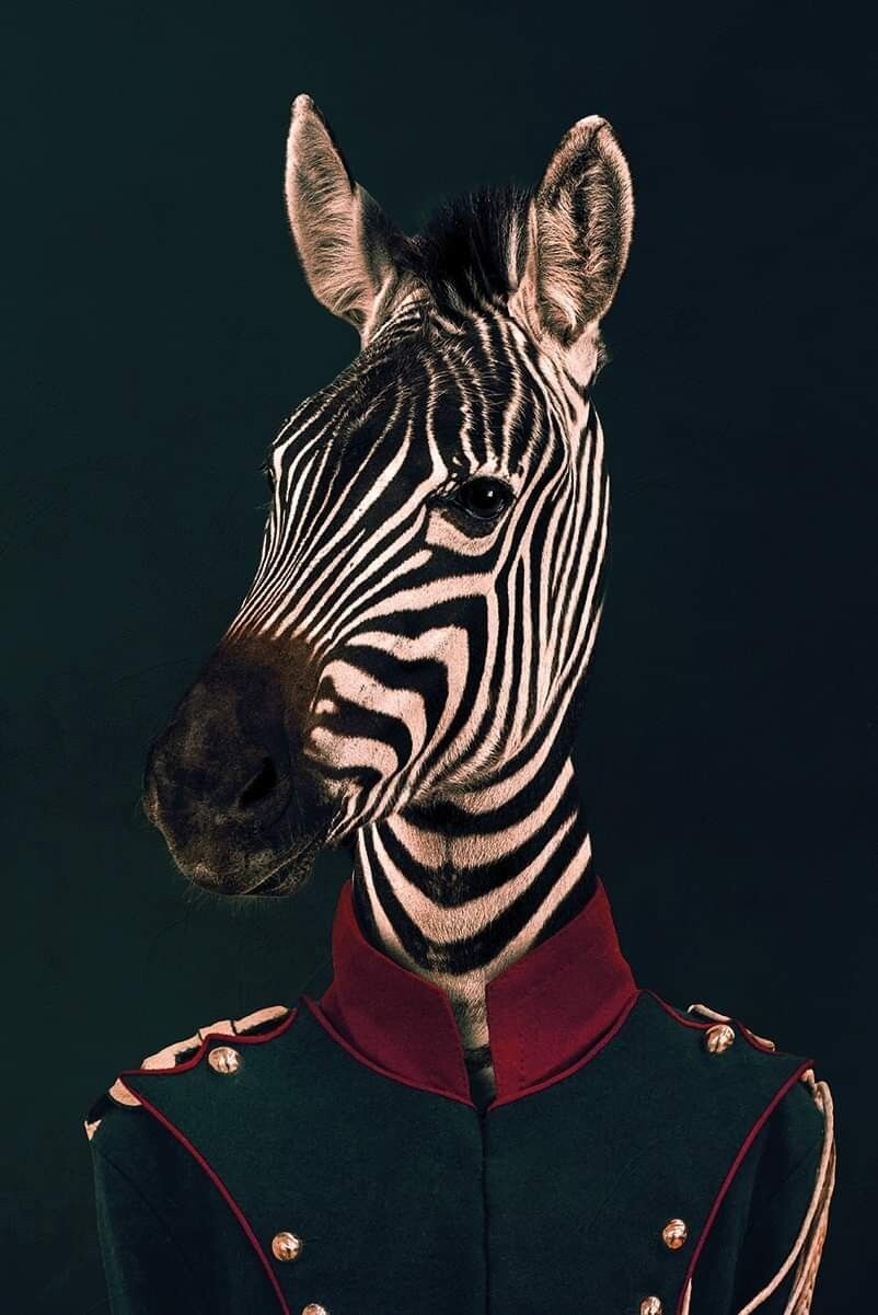Portrait zèbre HPI