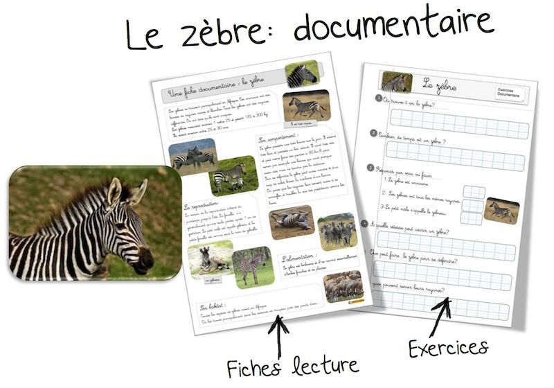 Définition zèbre HPI
