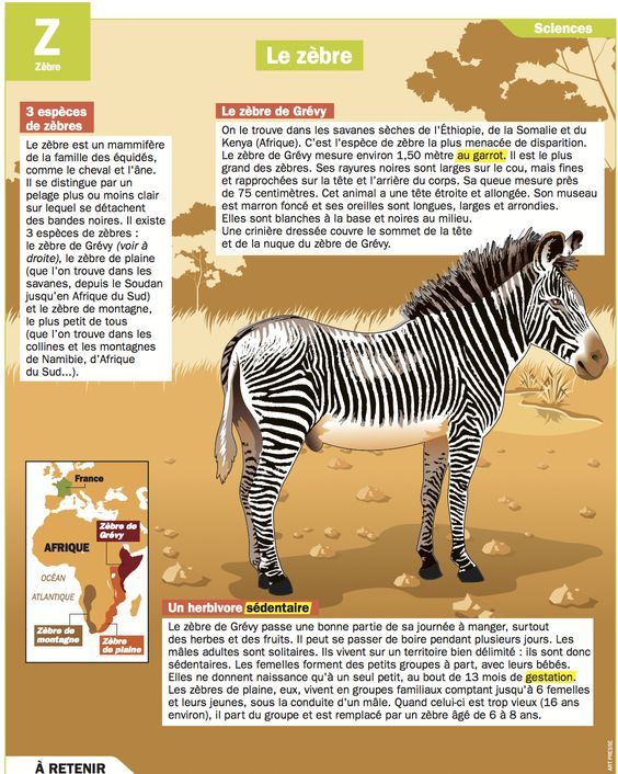 zebre personne