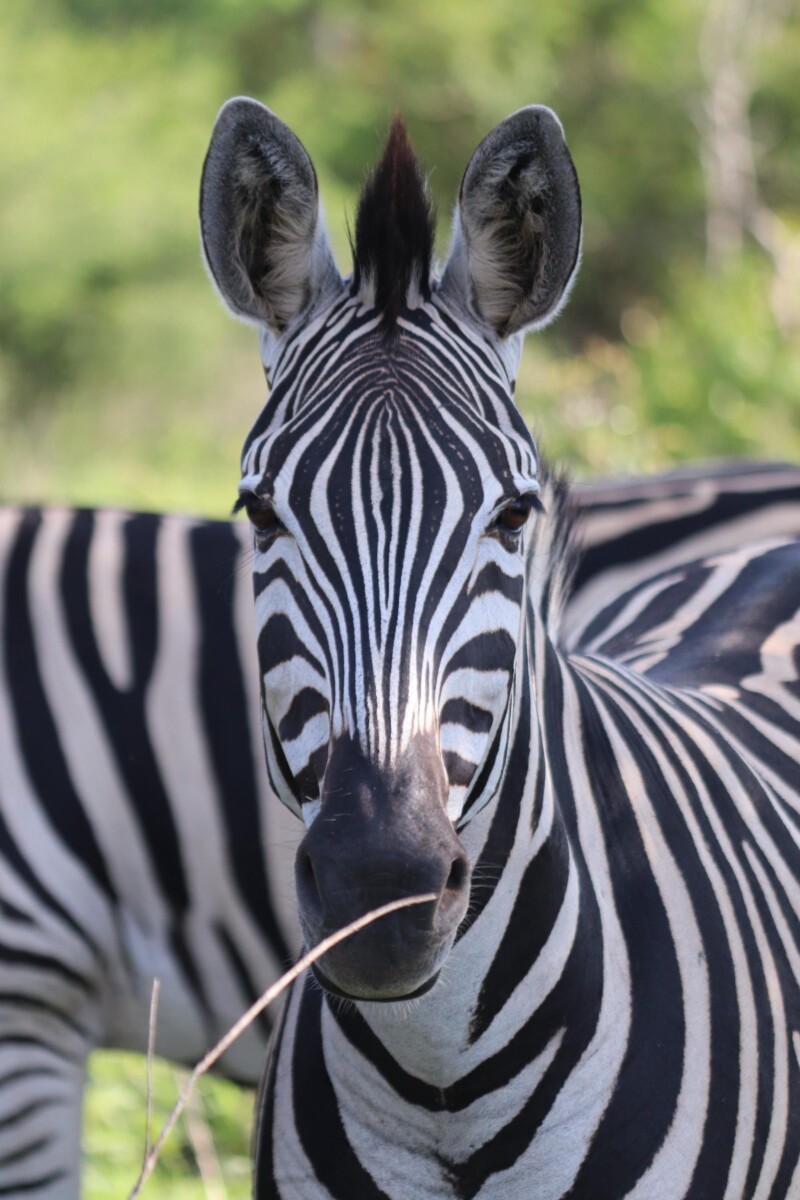 zebre hpi