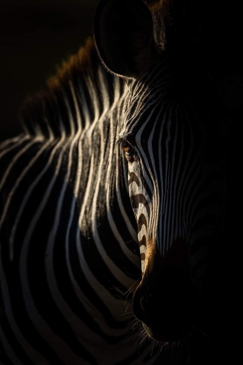 Zèbre neuroatypique